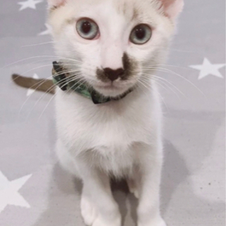 子猫里親募集🐱残り1匹