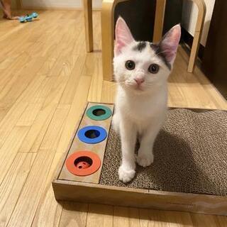 人馴れしているミケ猫のウーロンちゃん
