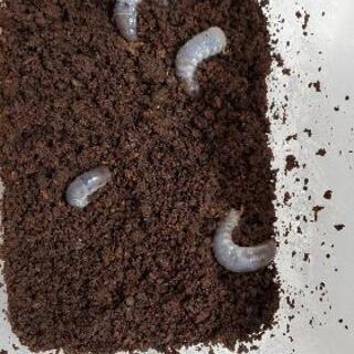 カブトムシ幼虫(上限22匹)