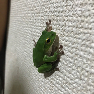 人気のシュレーゲルアオガエル