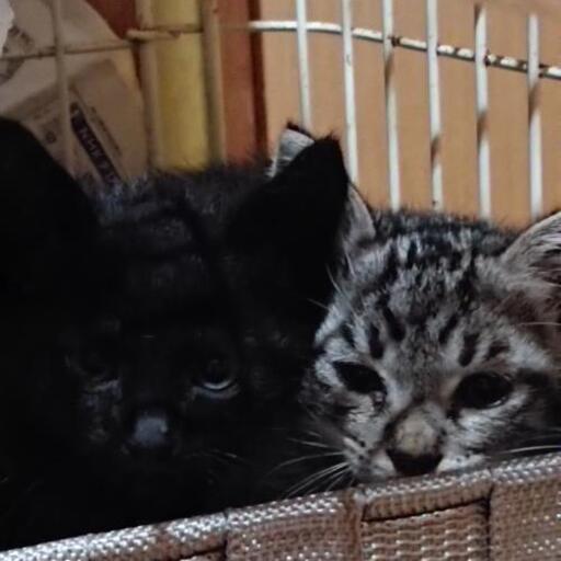 【中古】 ネコの手　一番 ２/小学館/池田さとみ 楽天市場】ねこじぞう 池田さとみの通販