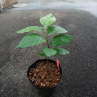 ポポ― 実生苗