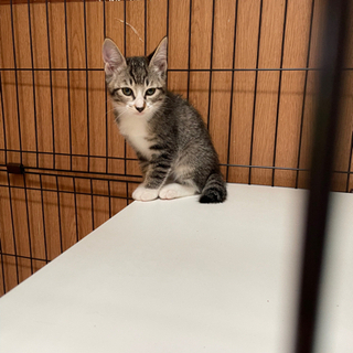 ネコもらってください。 - 秋田市