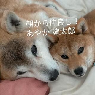 柴犬好きな方？！