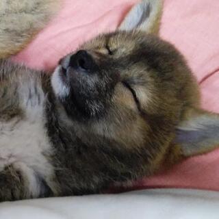 柴犬好きな方？！ − 宮城県