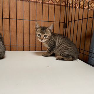 ネコもらってください。 - 猫