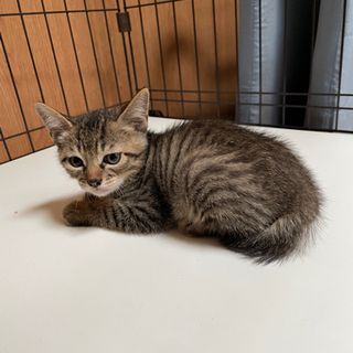 ネコもらってください。 - 里親募集