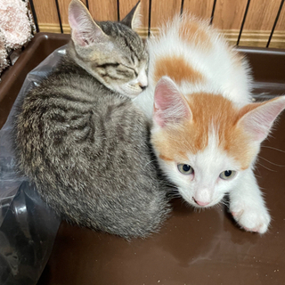 ネコもらってください。 − 秋田県