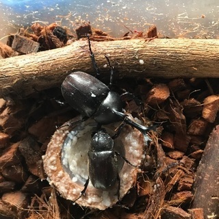 カブトムシ