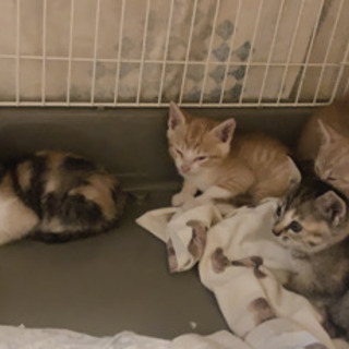 急募❣️里親募集🐱 