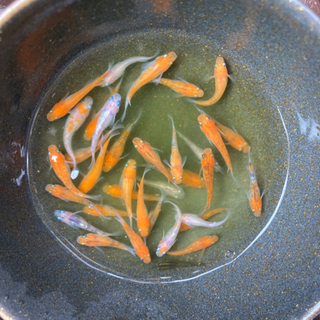 三色非透明鱗メダカ　10匹 1000円