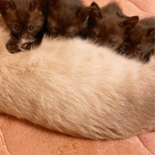 急募❗️生後3ヶ月黒猫子猫里親募集🐱