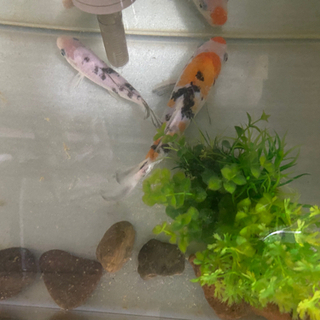 【水の生き物飼育セット】水槽、ポンプ、フィルター、掃除グッズ、カルキ抜きの画像
