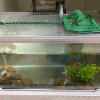 【水の生き物飼育セット】水槽、ポンプ、フィルター、掃除グッズ、カ...