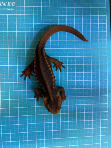 シャノラムイボイモリ