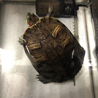 ミドリガメの里親募集します