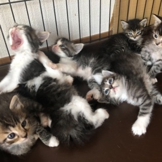 里親さん募集🐱幸せにしてあげてください