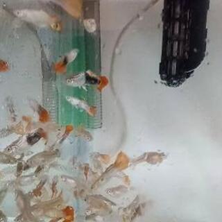 グッピー　無料　（しっかり読んでね！）の画像