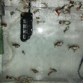 グッピー　無料　（しっかり読んでね！）の画像