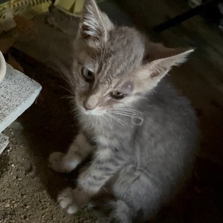 仔猫3匹