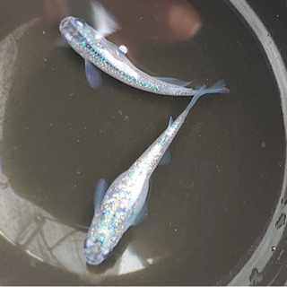 黒ラメサファイア② 10匹〜稚魚〜