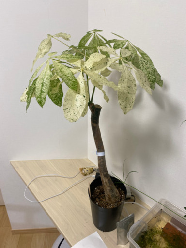 ミルキーウェイ　パキラ　斑入り　