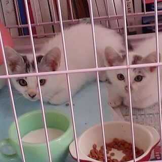 美形な仲良し兄妹子猫 - 猫