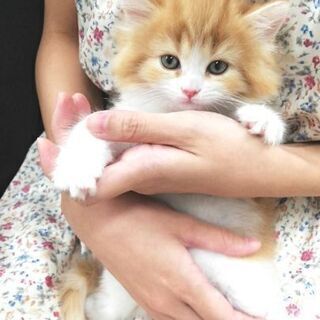 美人なサイベリアン♀生後4ヶ月　