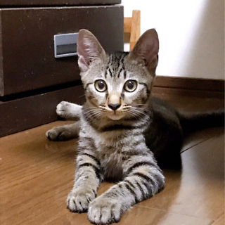 ずっとデレデレゴロゴロのキジトラお兄ちゃん