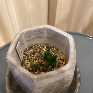 観葉植物、多肉植物、その他 - 福山市