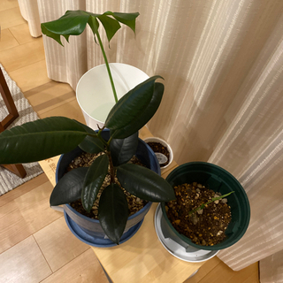 観葉植物、多肉植物、その他