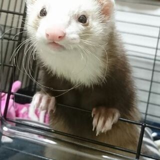 カナディアンフェレット　メス4歳
