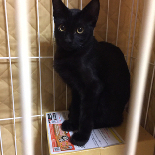 黒猫（オス）生後約5ヶ月