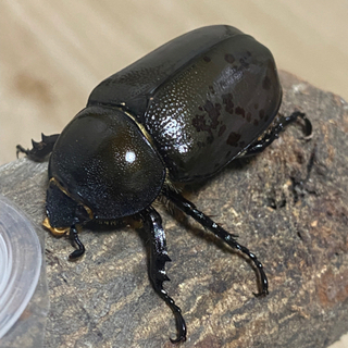 ティティウスシロカブトペアの画像