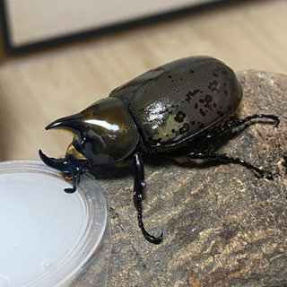 ティティウスシロカブトペア