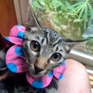 沢山のお問い合わせありがとうございました。キジ虎はやて君☆オモチ...