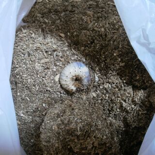 カブトムシ　幼虫　国産　イリガーサイカブト