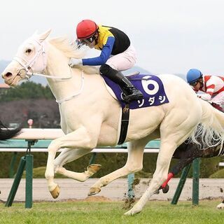 （ 競馬好きな方〜🙋🏻‍♀️🐴❤️  ）