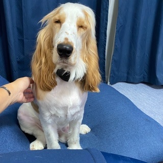 1歳2ヶ月オス イングリッシュコッカースパニエル - 犬