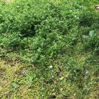 庭木の剪定・お庭の草刈・草取りならパーソナルサービスにお任せくだ...