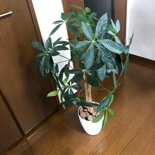 光触媒　パキラ　取引相手決定済み