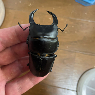 能勢YG  オオクワガタ成虫　ペア　即ブリ　使用済