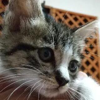生後３ヶ月のメス猫です。