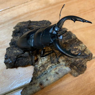 離島産クワガタ幼虫セット