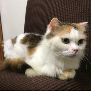 ペルシャ猫ミックス　三毛猫のめいちゃん