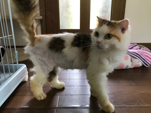 ペルシャ猫ミックス三毛猫のめいちゃん (あいこ) 安曇野の猫の里親募集