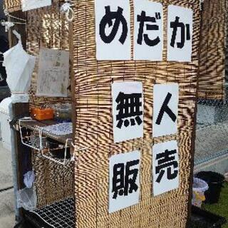 メダカ無人販売所【鎌ケ谷】