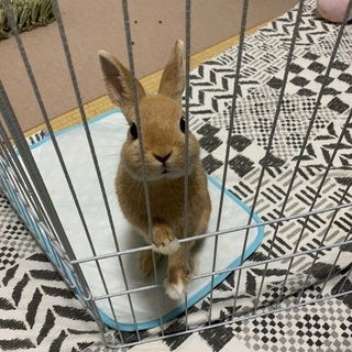 うさぎのネザーランドドワーフのオスを引き取って下さい。