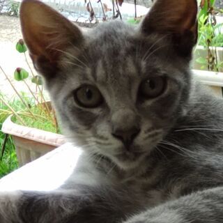 兄妹猫の里親募集