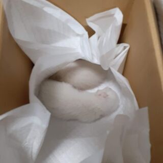 緊急　捨て子猫発見しました　助けて